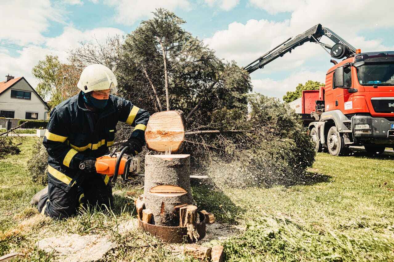 Emergency Storm Tree Removal in Taylorsville, NC